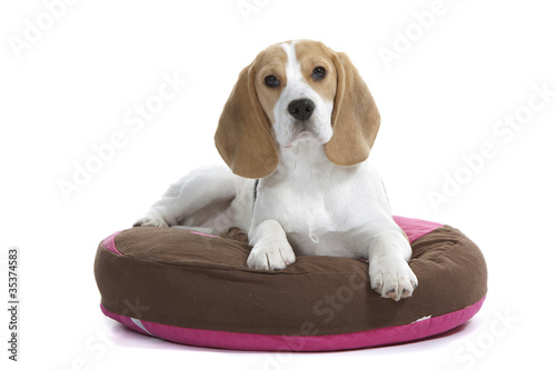 Fototapeta Naklejka Na Ścianę i Meble -  beagle bien installé sur son coussin