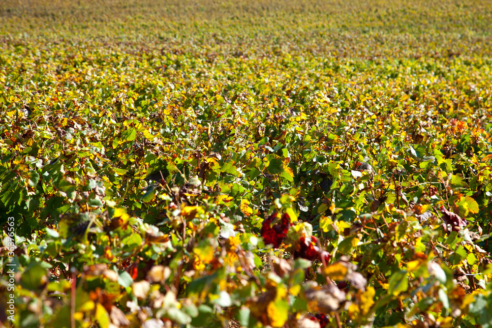 Obraz premium paysage viticole