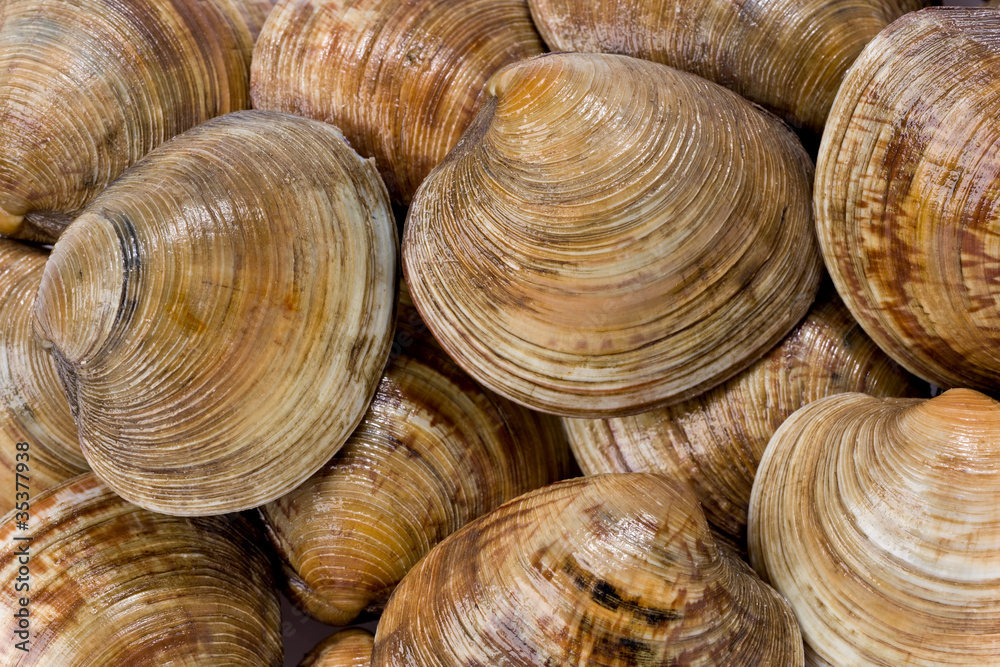 Cedar Key Clams Cedar Key Clams
