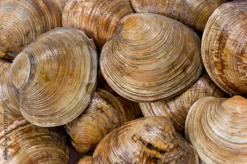 Cedar Key Clams