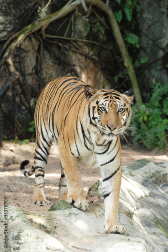 adult Sumatran tiger