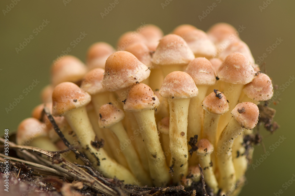 Hypholoma