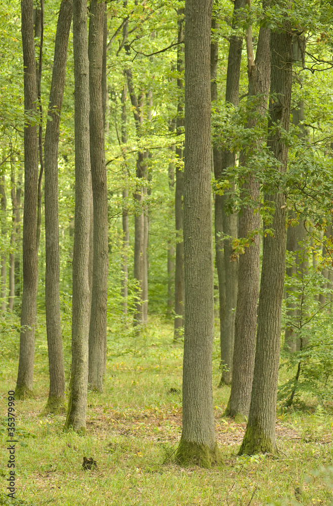 Oak forest Oak forest