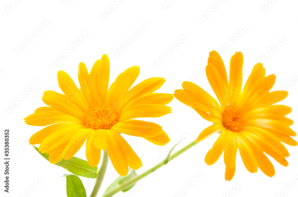 Obraz premium Marigold flower