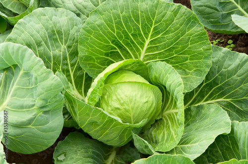 .cabbage