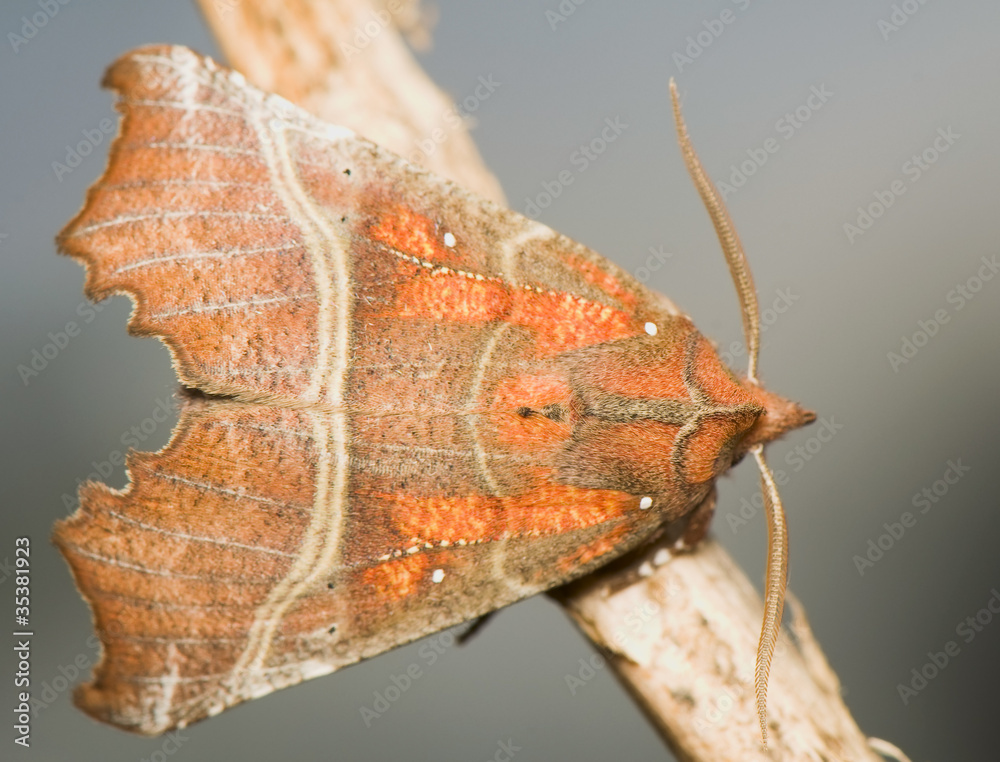 Scoliopteryx libatrix
