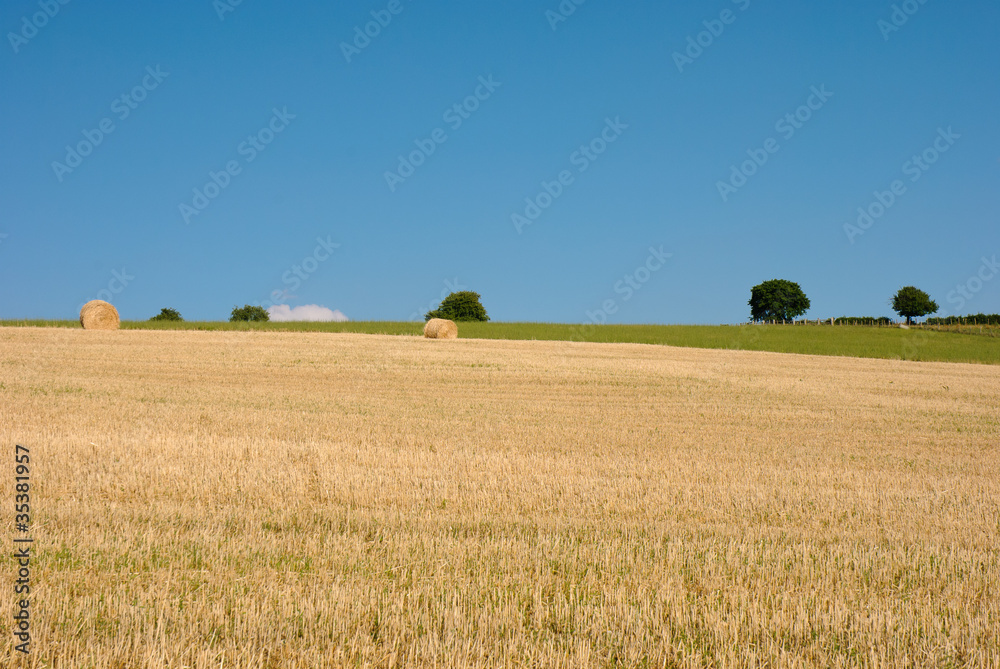 Fototapeta premium Field with bales of straw after the harvest