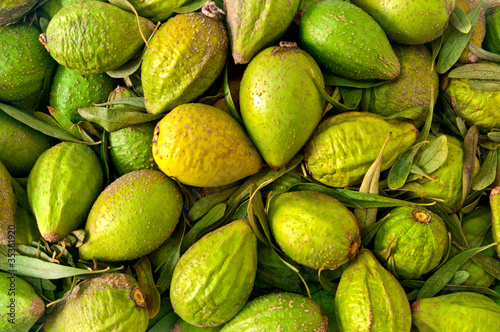 argan