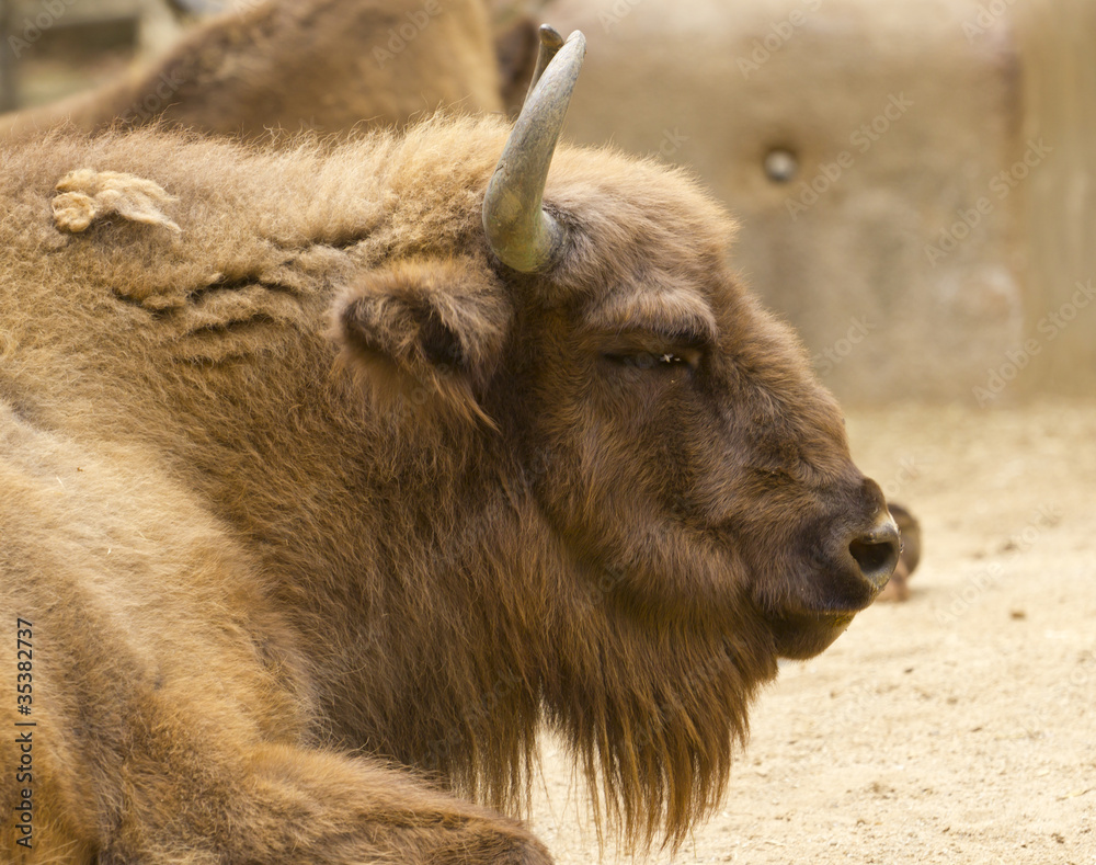 Fototapeta premium European Bison