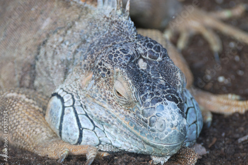Lizard lying down in close up