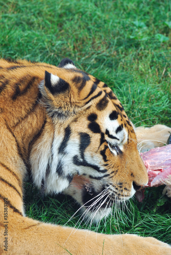 Fototapeta premium Tiger eating
