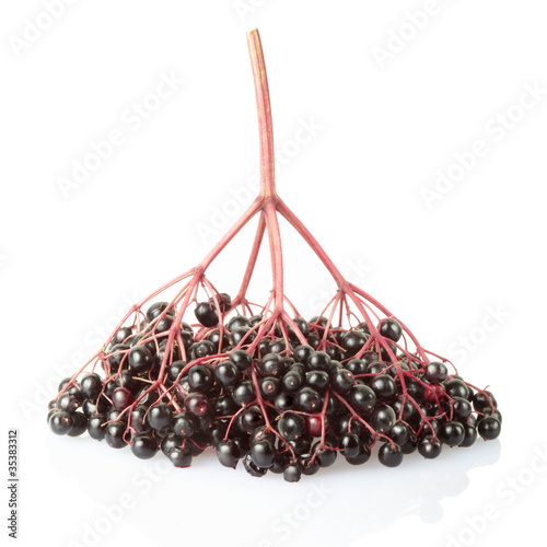 Elderberry, sambucus nigra isolated on white, clipping path incl