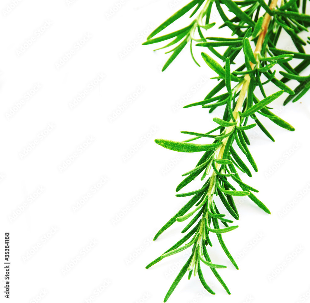 Rosemary Rosemary