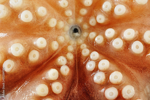 Raw octopus, close-up photo