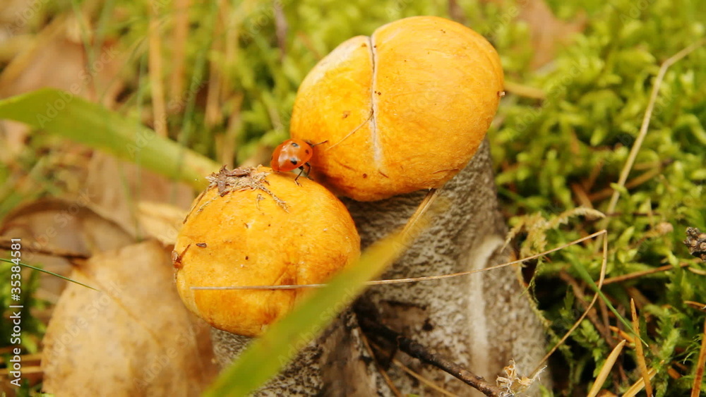 ladybug on mushroom ladybug on mushroom