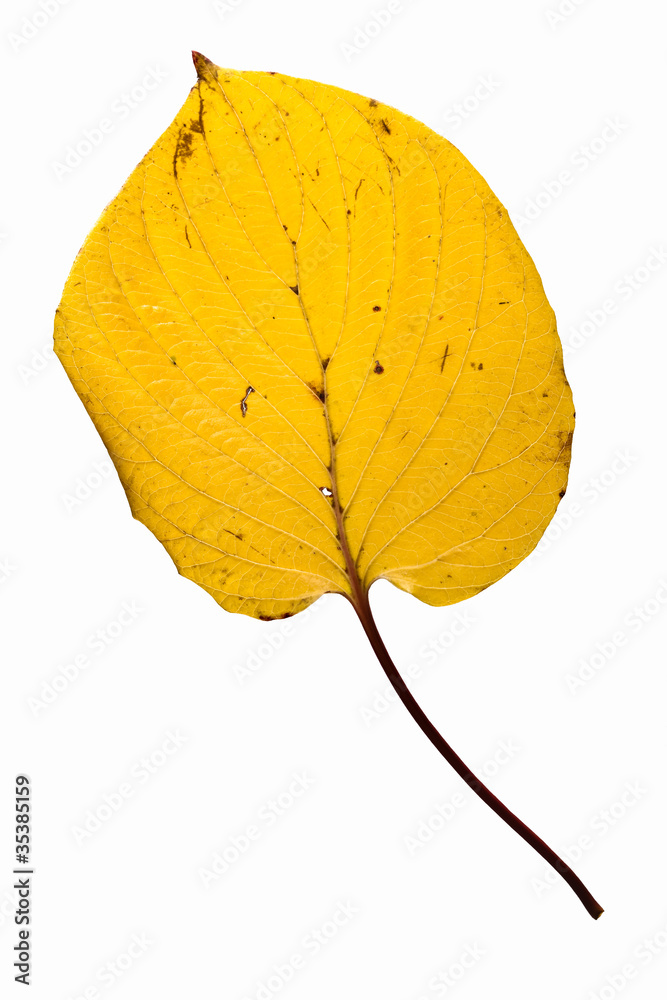 fallen_leaves_101 fallen_leaves_101