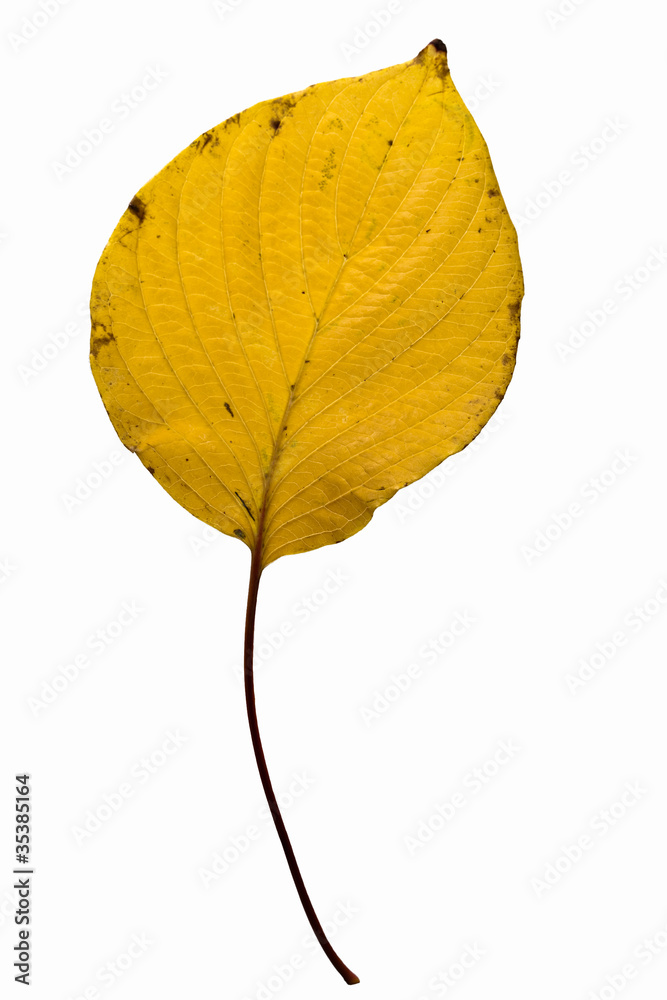fallen_leaves_102 fallen_leaves_102