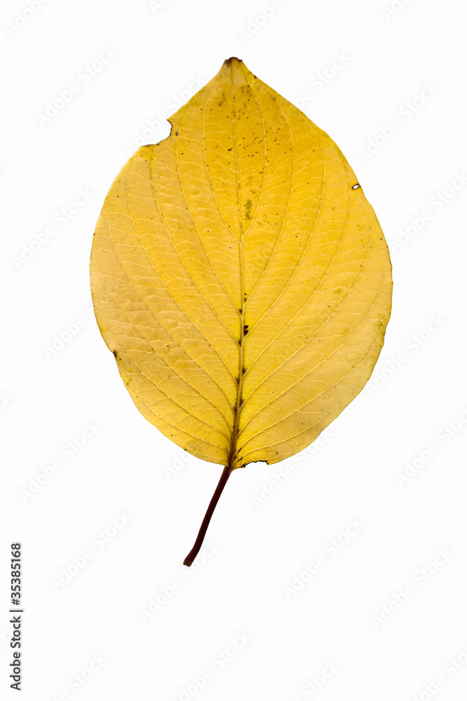 fallen_leaves_103 fallen_leaves_103
