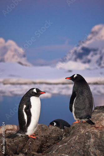 .Two penguins talking