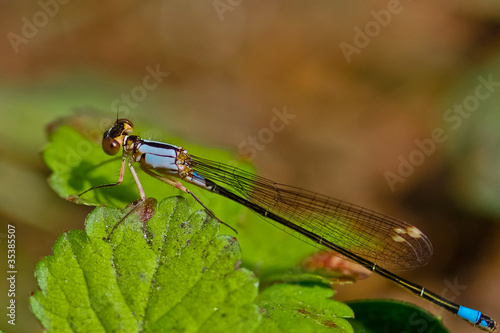 Aqua dragonfly on green leaves © Treesloth