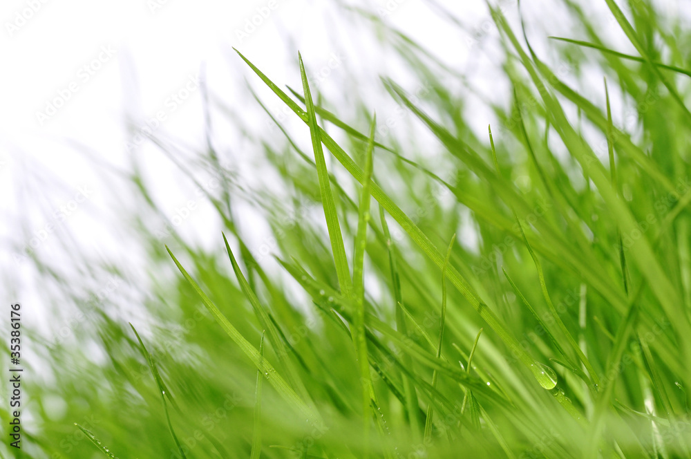 Obraz premium grüne Wiese