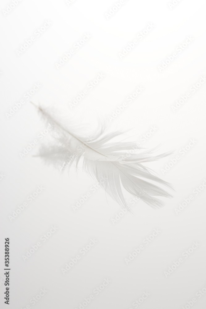 Fototapeta premium pióro