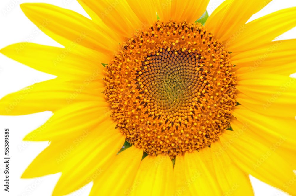 Sunflower Sunflower