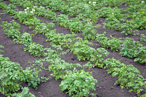 Straight vegetable beds in a potato field