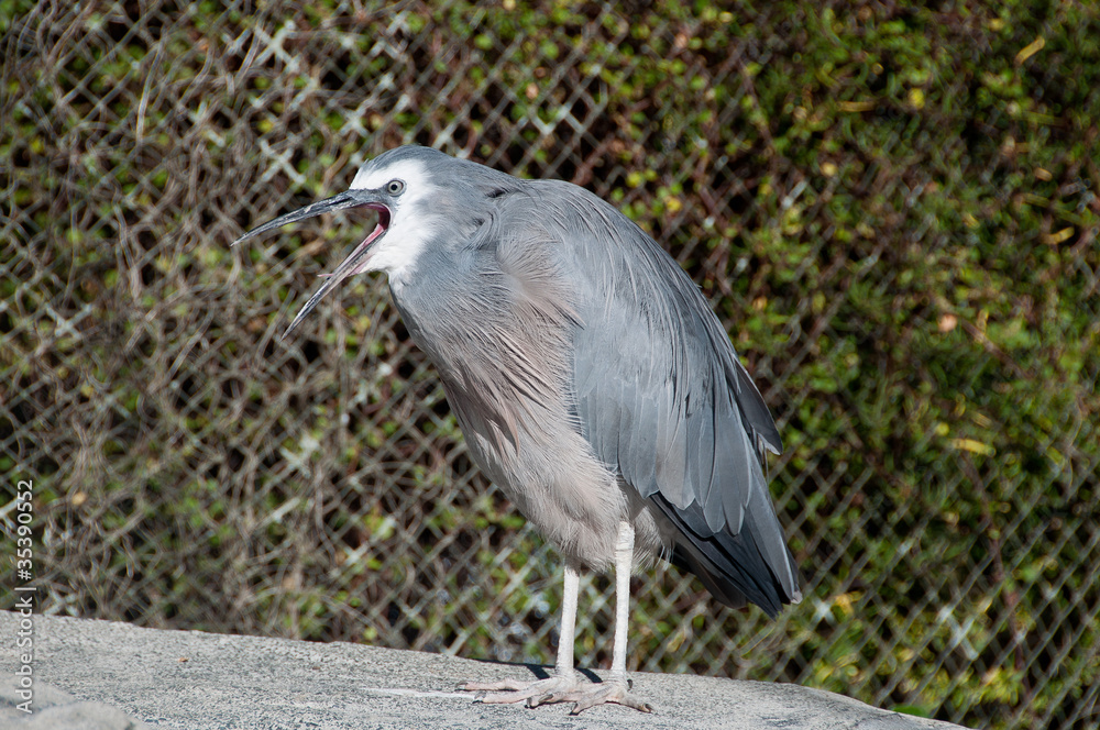 Fototapeta premium Heron Squawking