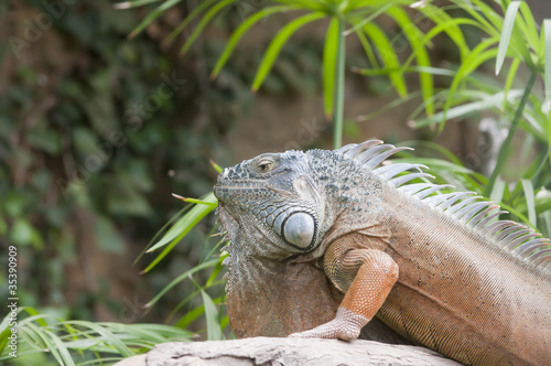 Iguana