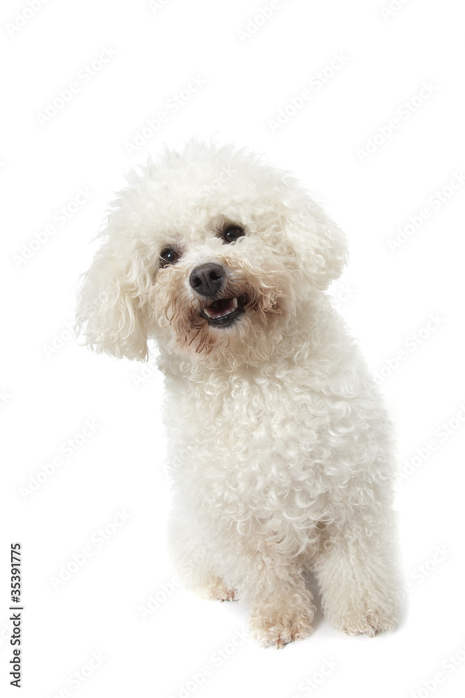 strange bichon frisé