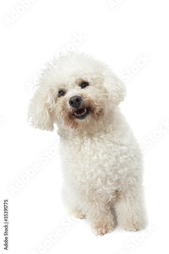 Fototapeta Naklejka Na Ścianę i Meble -  strange bichon frisé
