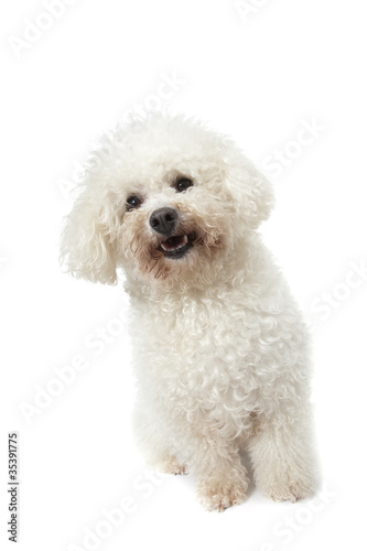 strange bichon frisé