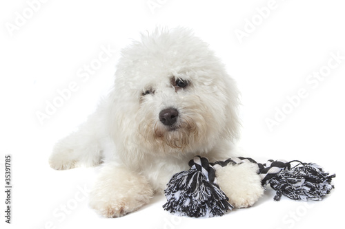 Fototapeta Naklejka Na Ścianę i Meble -  bichion frisé et ses jouets pour chiens