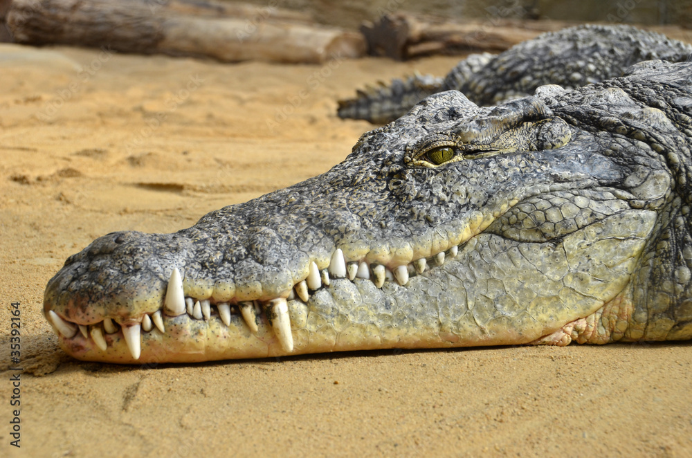 Obraz premium Krokodil