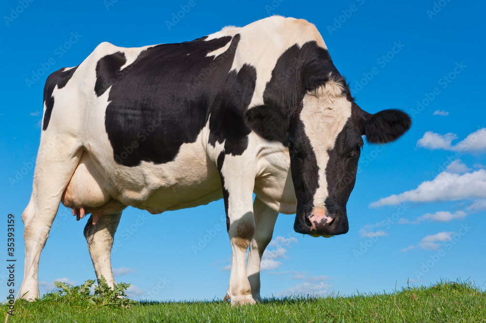 Black spotted cow standing on a Dutch dike