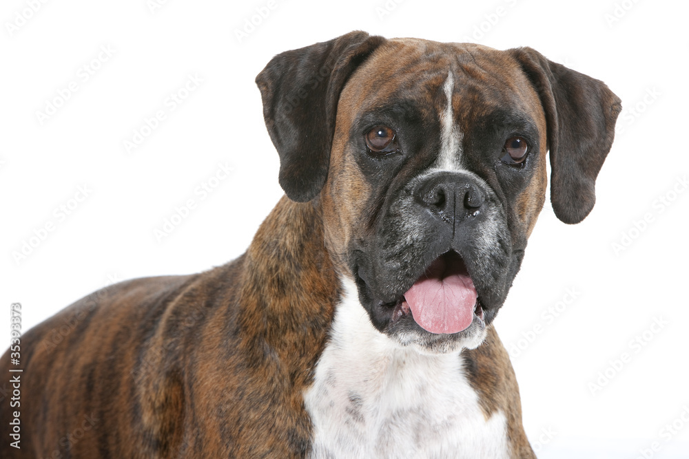 portrait de boxer portrait de boxer
