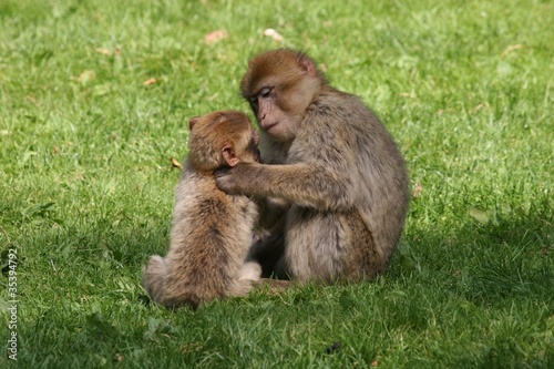 Affe