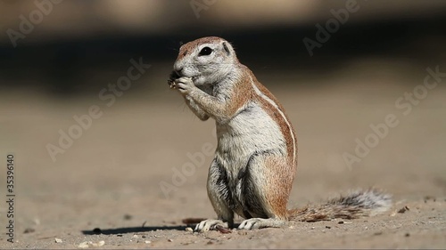 Ground squirrel feeding, Kalahari, South Africa photo