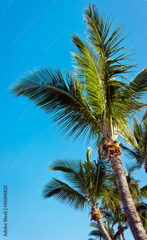 Fototapeta premium Cimes de palmiers