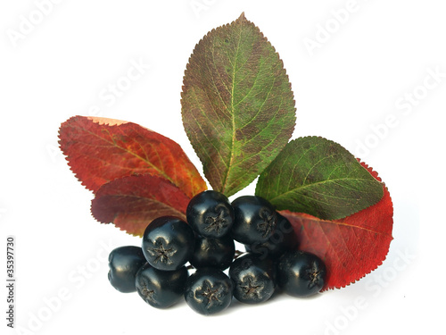 black chokeberry (aronia) in autumn