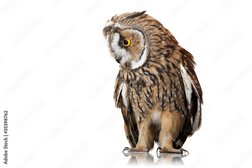 owl isolated on white background - obrazy, fototapety, plakaty 