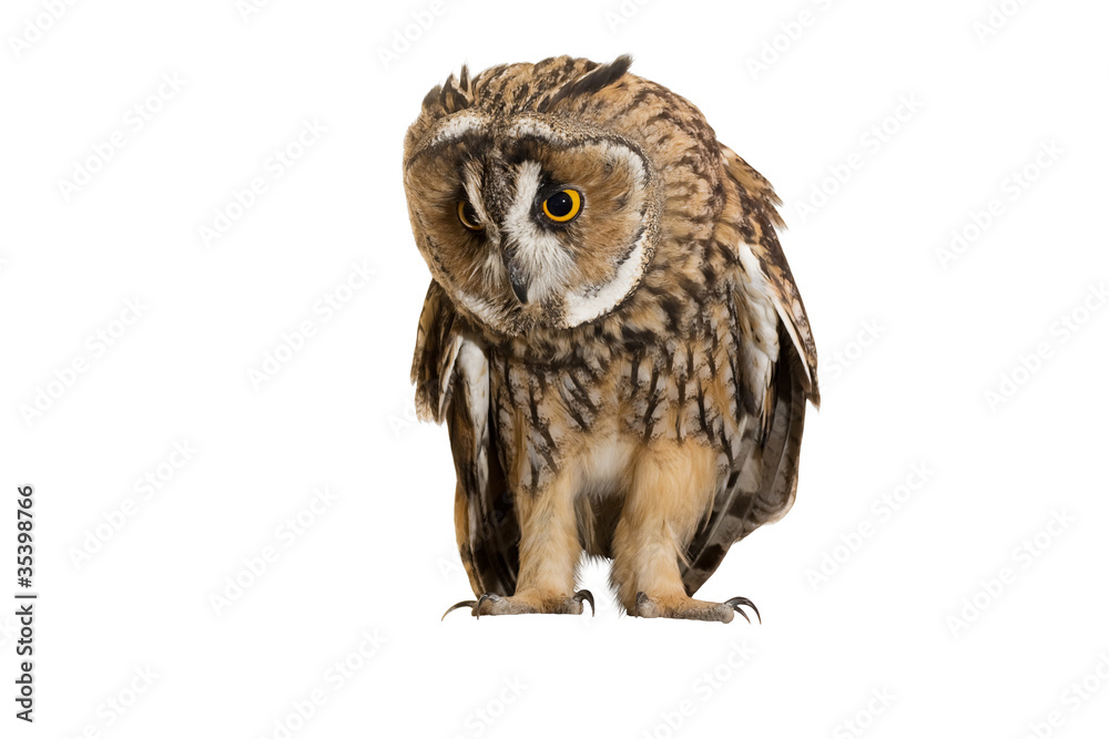 Fototapeta premium owl isolated on white background