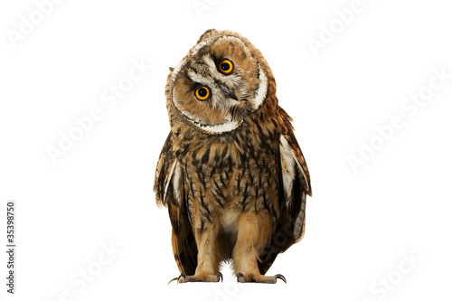 owl isolated on white background