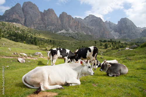 mucche al pascolo all' alpe di Cisles - sullo sfondo le Odle photo