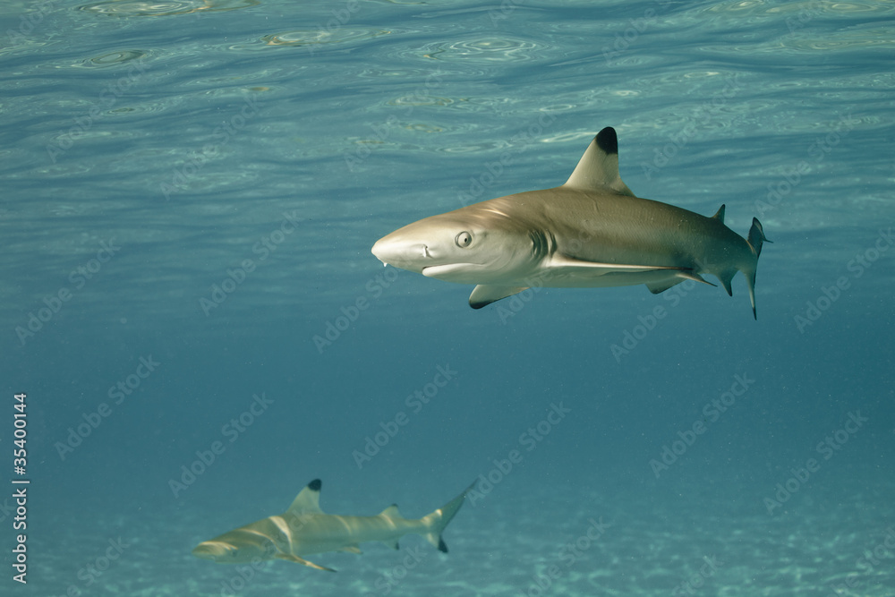 Obraz premium Blacktip reef shark carcharhinus melanopterus 01