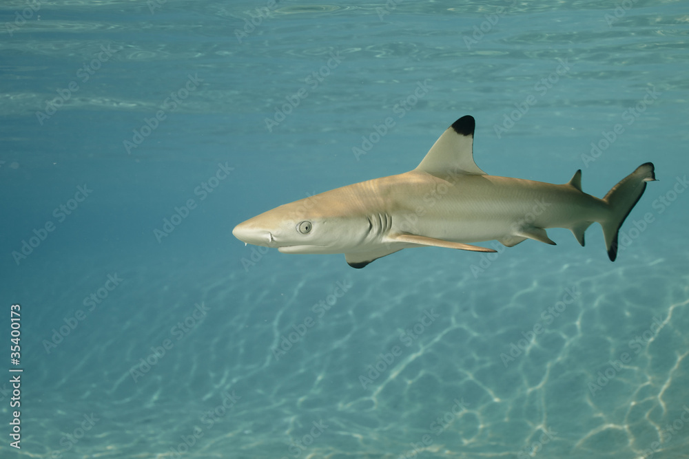 Obraz premium Blacktip reef shark carcharhinus melanopterus 01