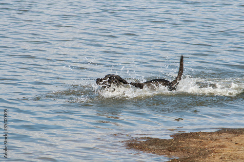 Labrador swimming and throwing up waves © Sally Wallis