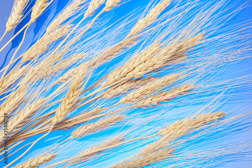 gold  ear of wheat photo