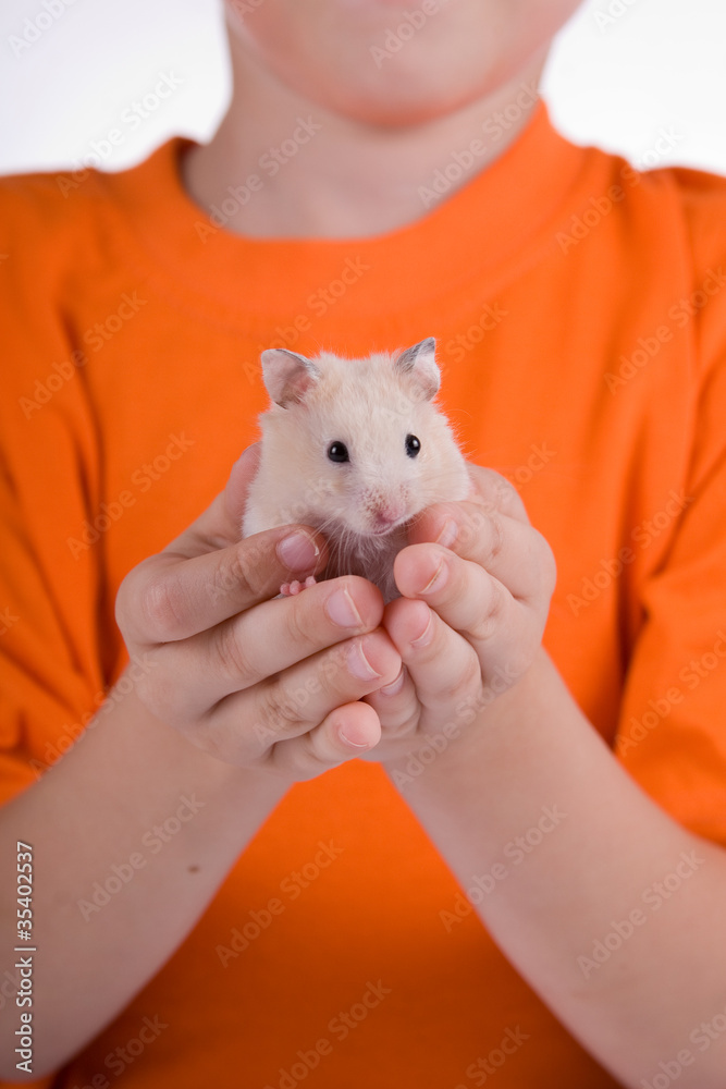 Hamster in the children's hands Hamster in the children's hands